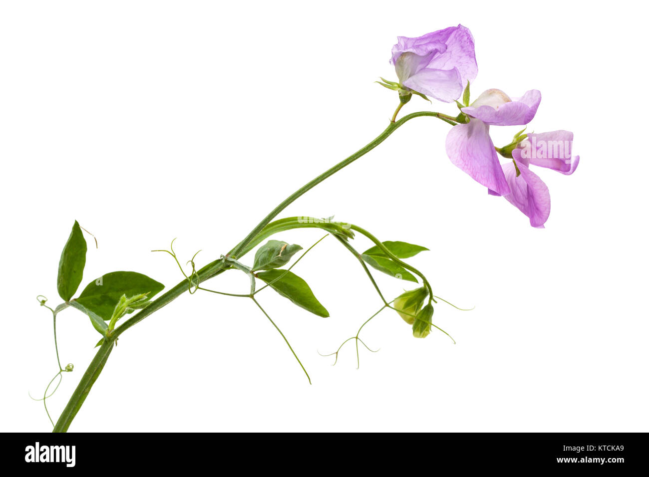 Fiori di pisello dolce, isolato su sfondo bianco Foto Stock