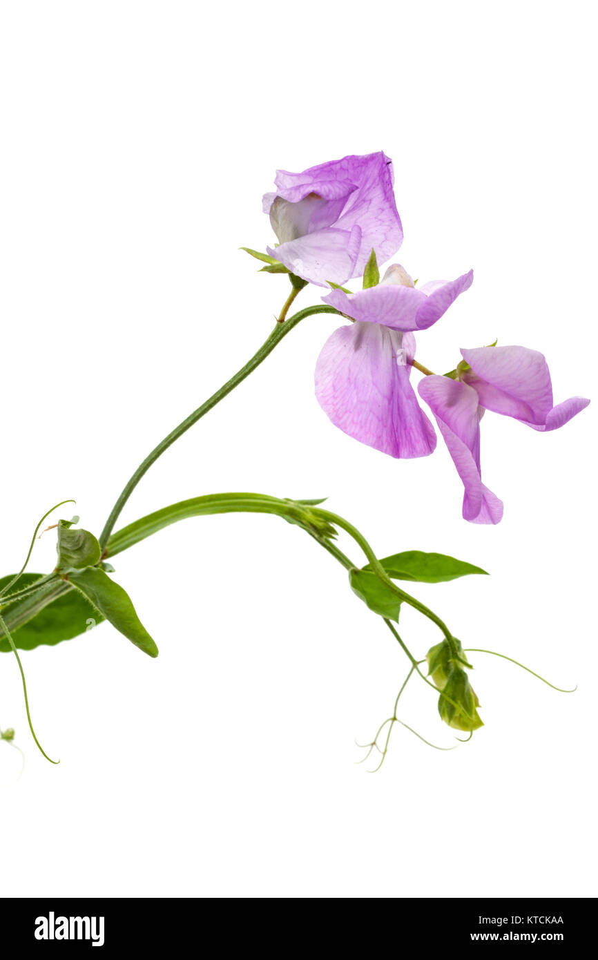 Fiori di pisello dolce, isolato su sfondo bianco Foto Stock