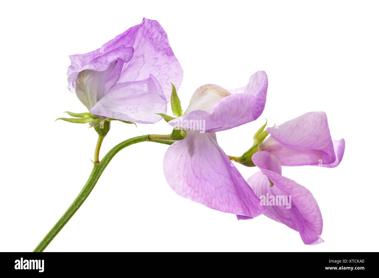 Fiori di pisello dolce, isolato su sfondo bianco Foto Stock