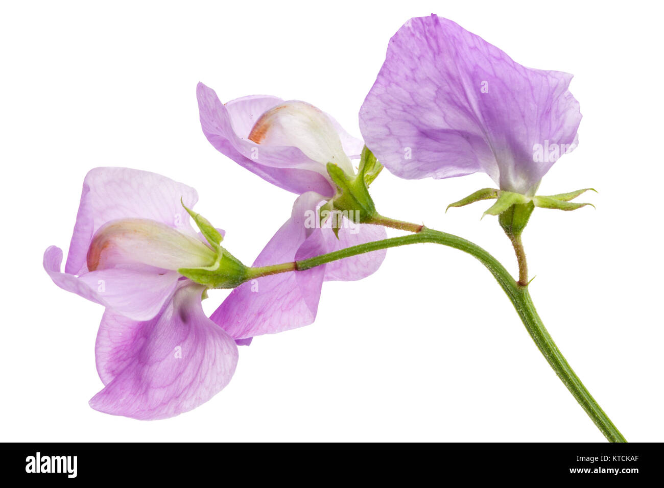Fiori di pisello dolce, isolato su sfondo bianco Foto Stock