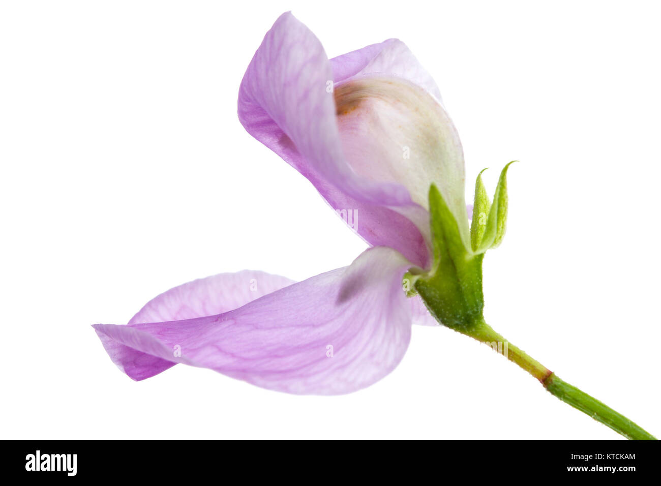 Fiori di pisello dolce, isolato su sfondo bianco Foto Stock