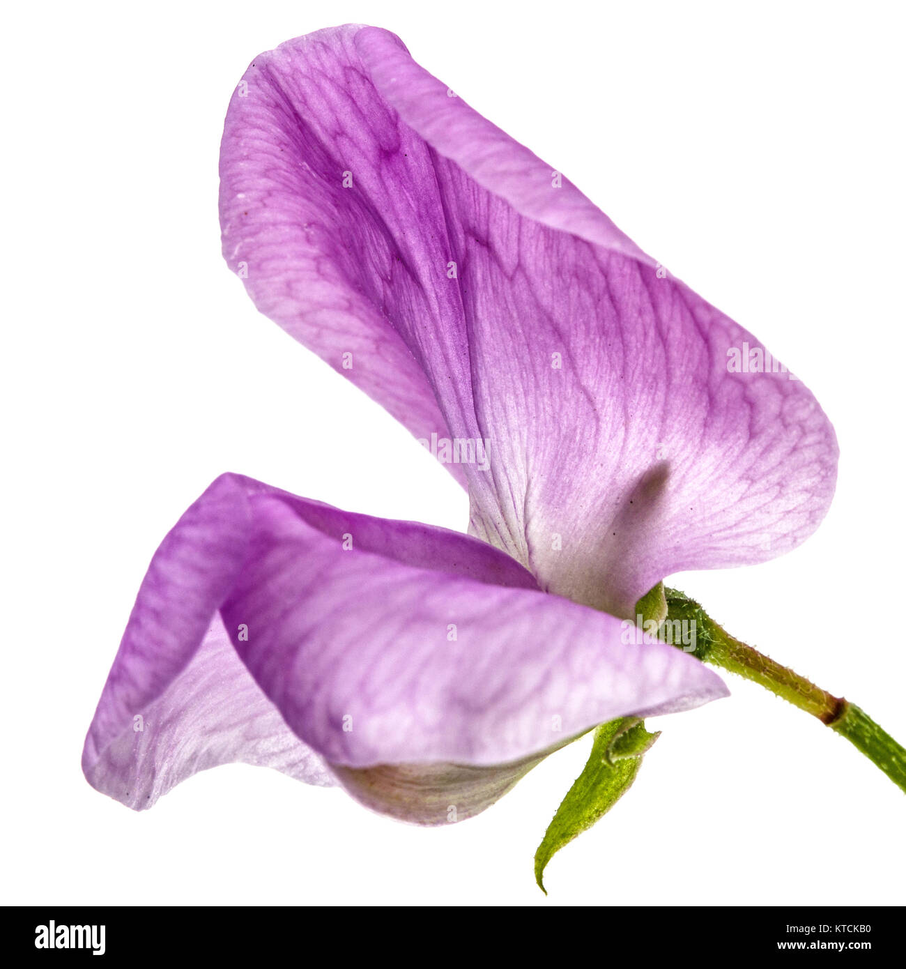 Fiori di pisello dolce, isolato su sfondo bianco Foto Stock