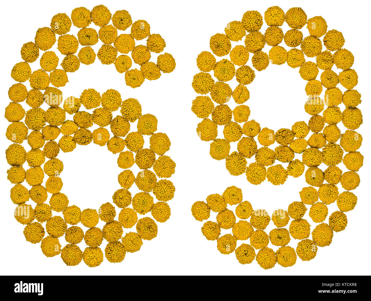 Numero arabo 69, sessanta nove, dal giallo dei fiori di tansy, isolato su sfondo bianco Il tansy - una pianta della famiglia a margherita con giallo a sommità piatta Foto Stock