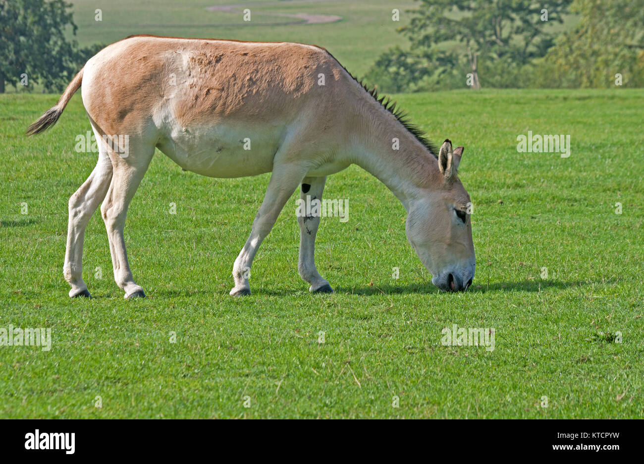 Onagar, (Persiano,) Equus hemionus onagro, prigionieri Foto Stock
