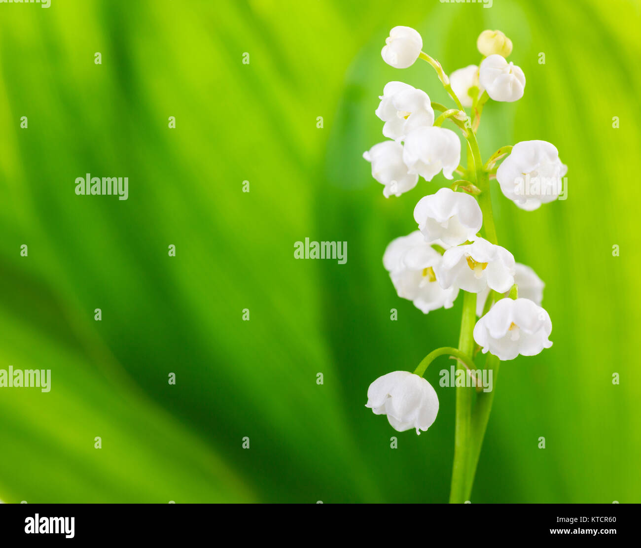 Il giglio della valle su sfondo verde chiaro. Il fuoco selettivo Foto Stock