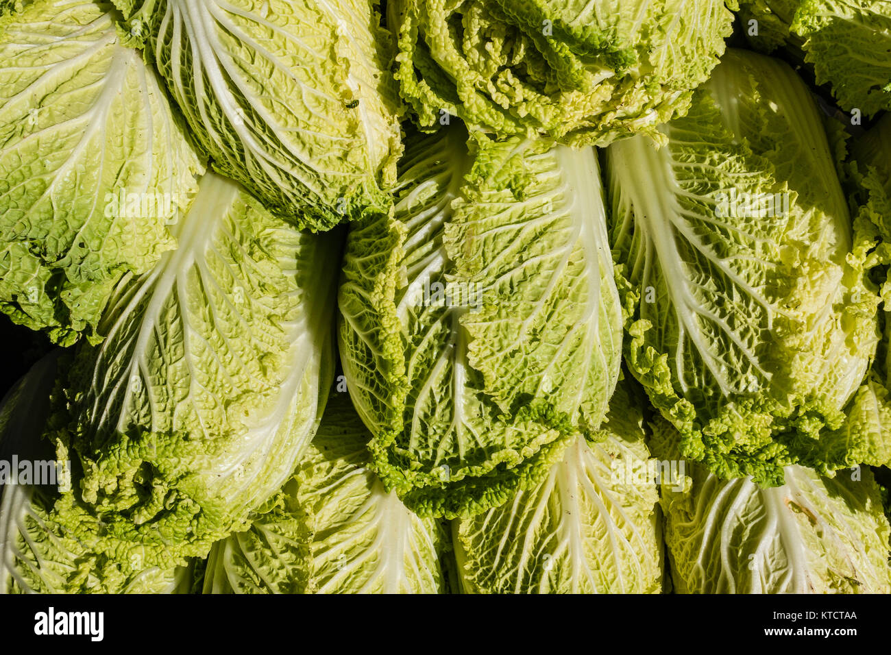 Cavolo Napa in vendita presso un fornitore in stallo presso la Santa Barbara del contadino verdure del mercato. Napa o nappa cavolo (Brassica rapa subsp. pekinensis o B Foto Stock