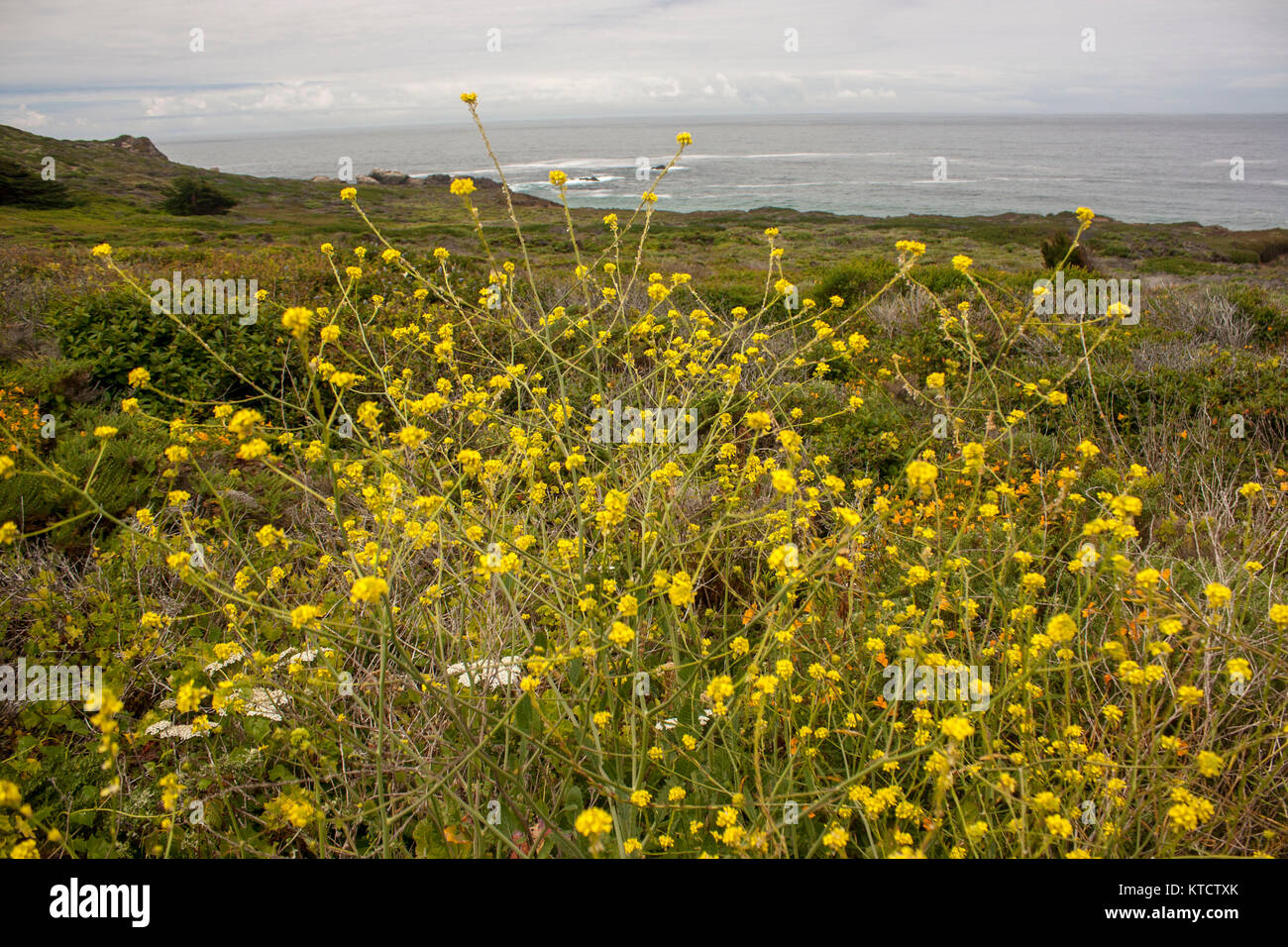 Carmelo dal paesaggio marino su ''Big Sur Costa della California, Stati Uniti d'America Foto Stock