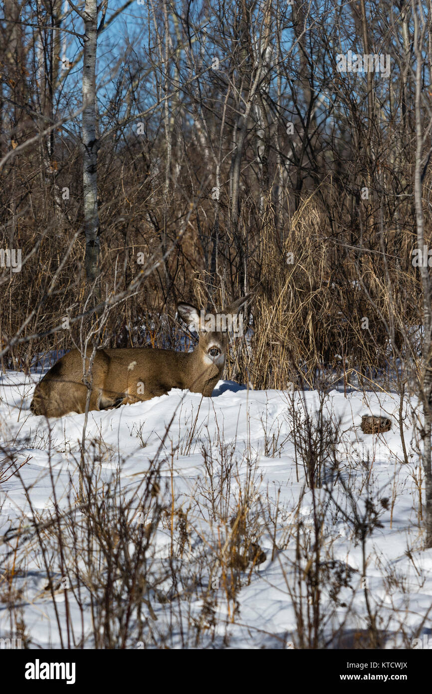 White-tailed deer assestati sul versante rivolto a sud Foto Stock