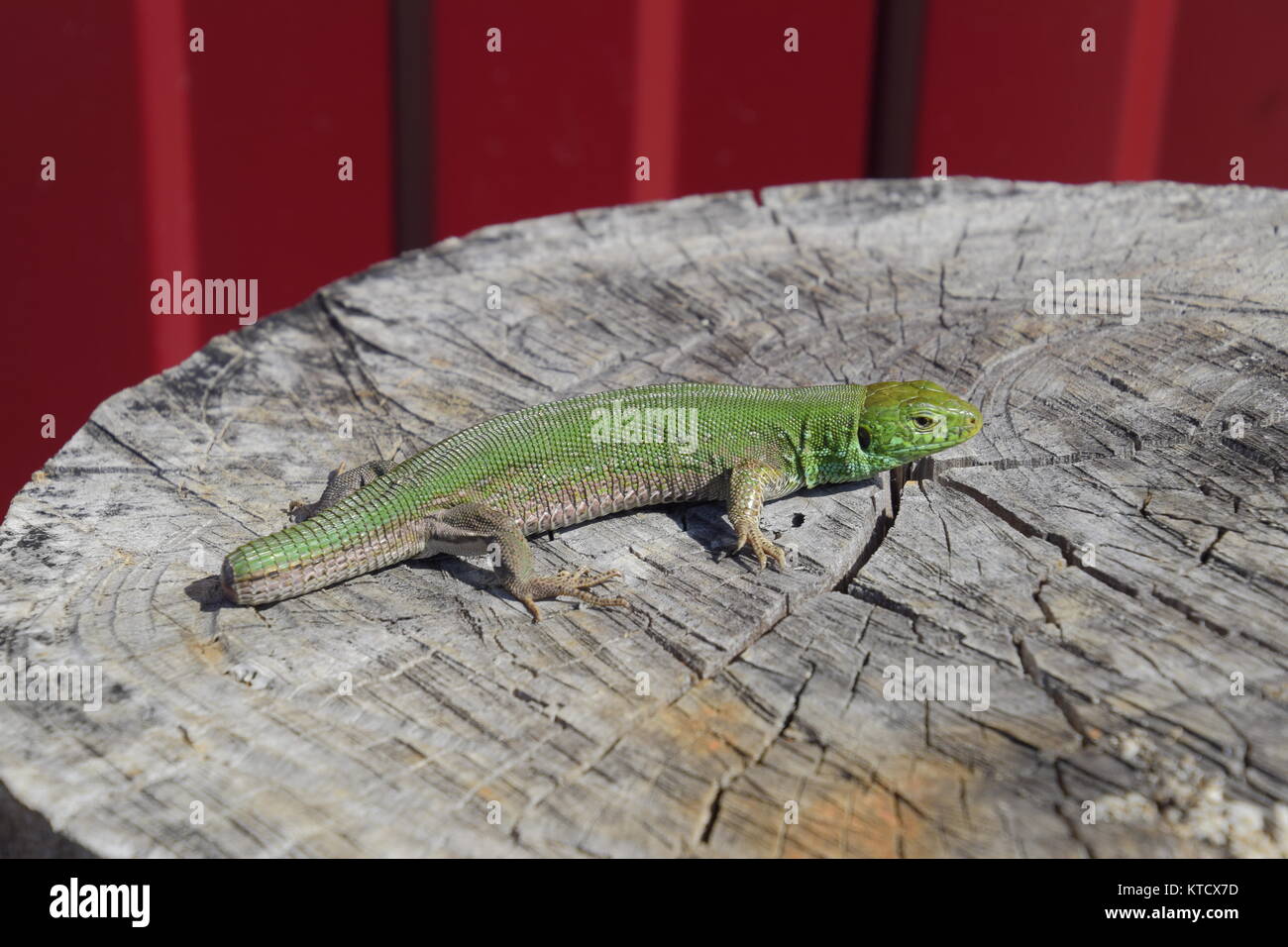 Un ordinario quick ramarro. Lizard sul taglio di un ceppo di albero. Biacco, lacertid lizard Foto Stock