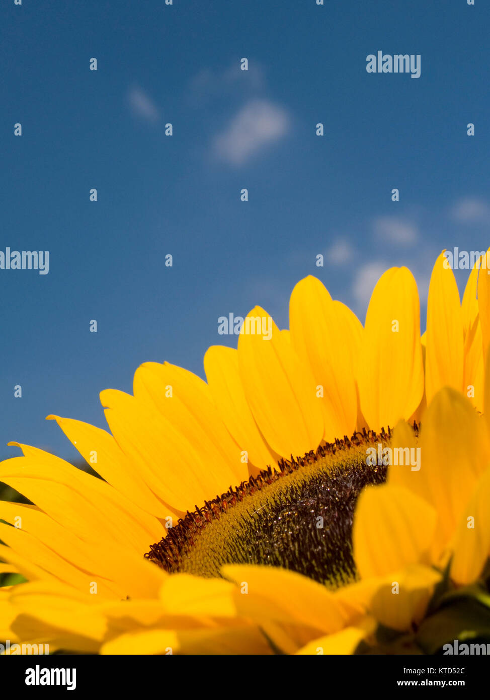 Una chiusura di un testa di girasole contro un cielo blu con wisps del cloud Foto Stock