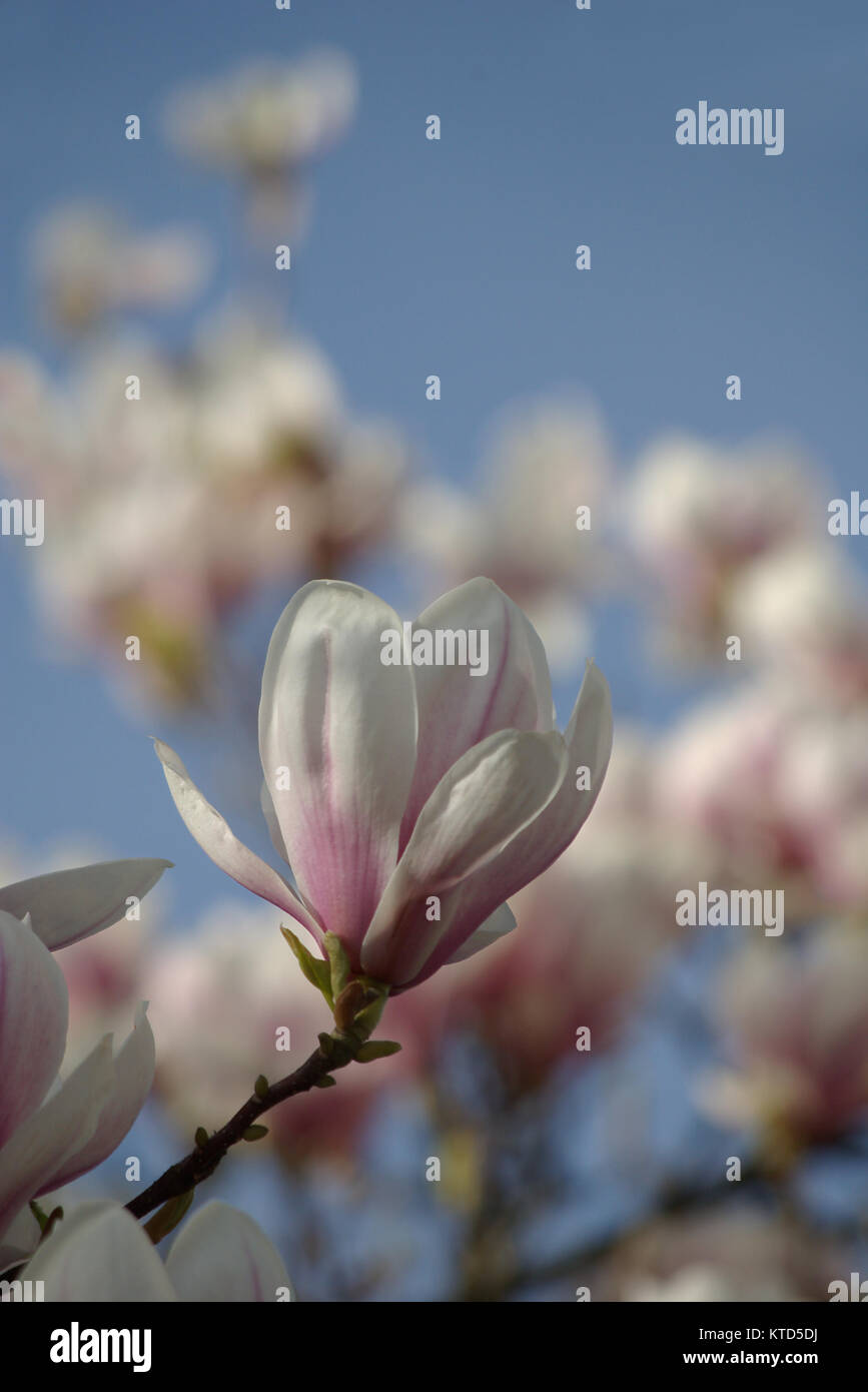 Fiori di albero di magnolia contro un cielo blu Foto Stock