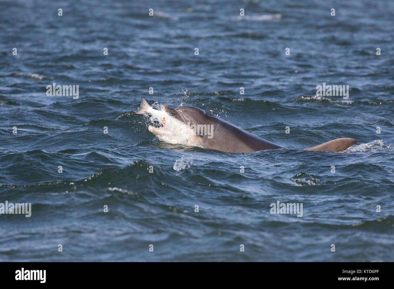 Il tursiope o delfino maggiore (Tursiops truncatus) mangiando un salmone in Moray Firth, Chanonry Point, Scotland, Regno Unito Foto Stock