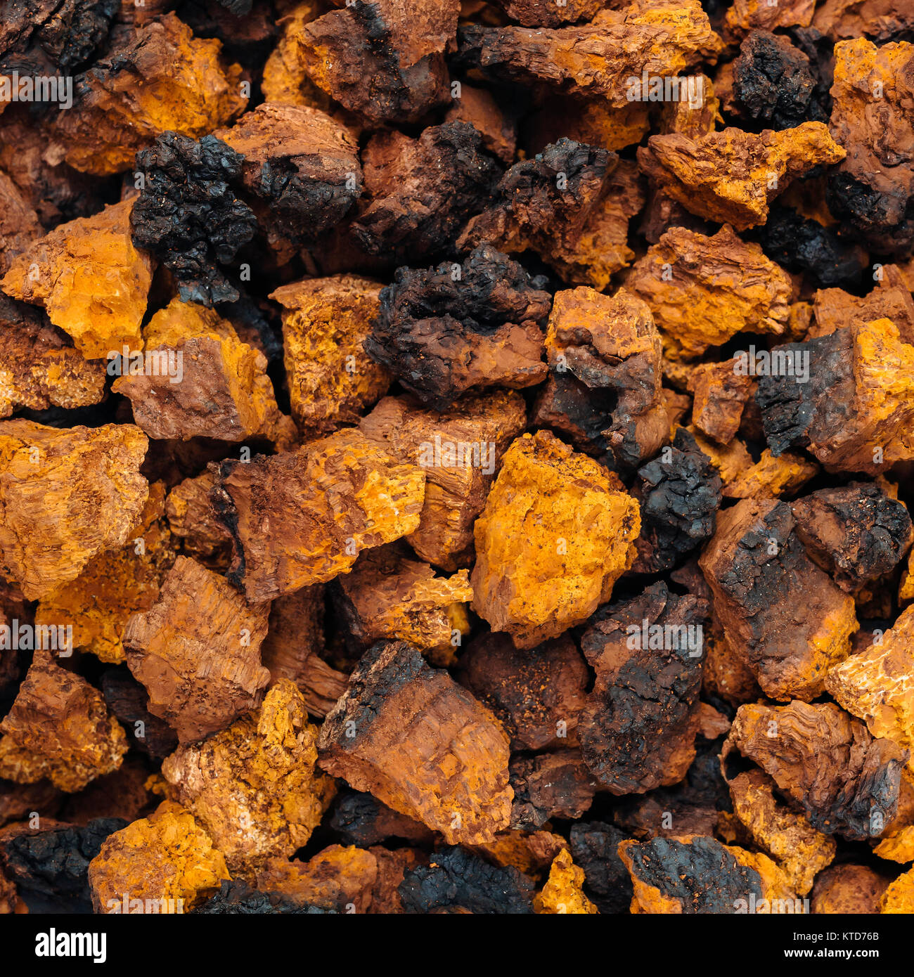 Essiccato chaga frammenti (Inonotus obliquus), un fungo di medicinali Foto Stock