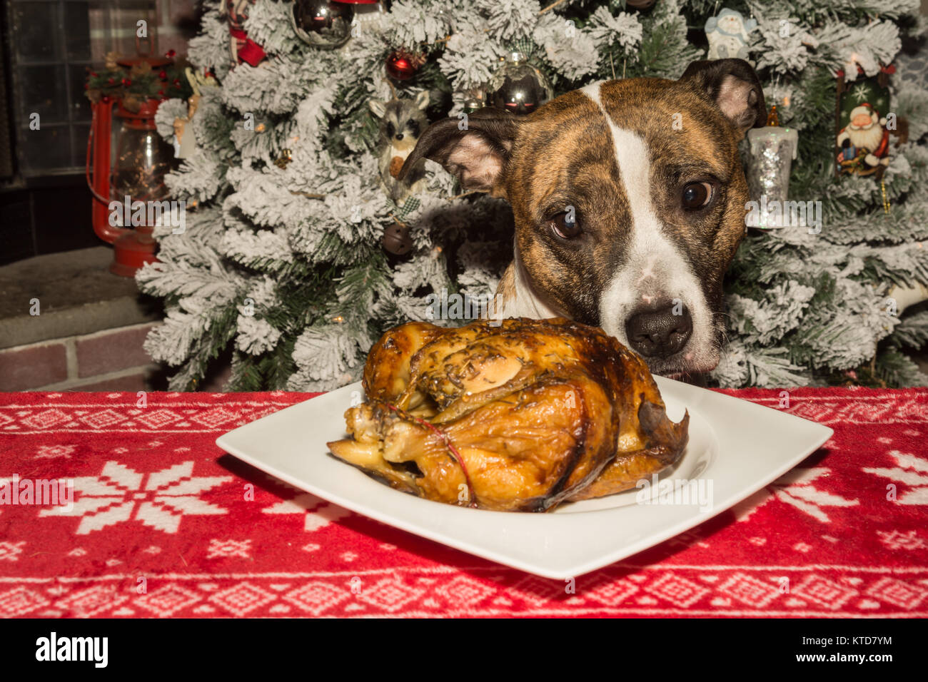 Un simpatico cane mendicando per la vacanza la cena. Foto Stock