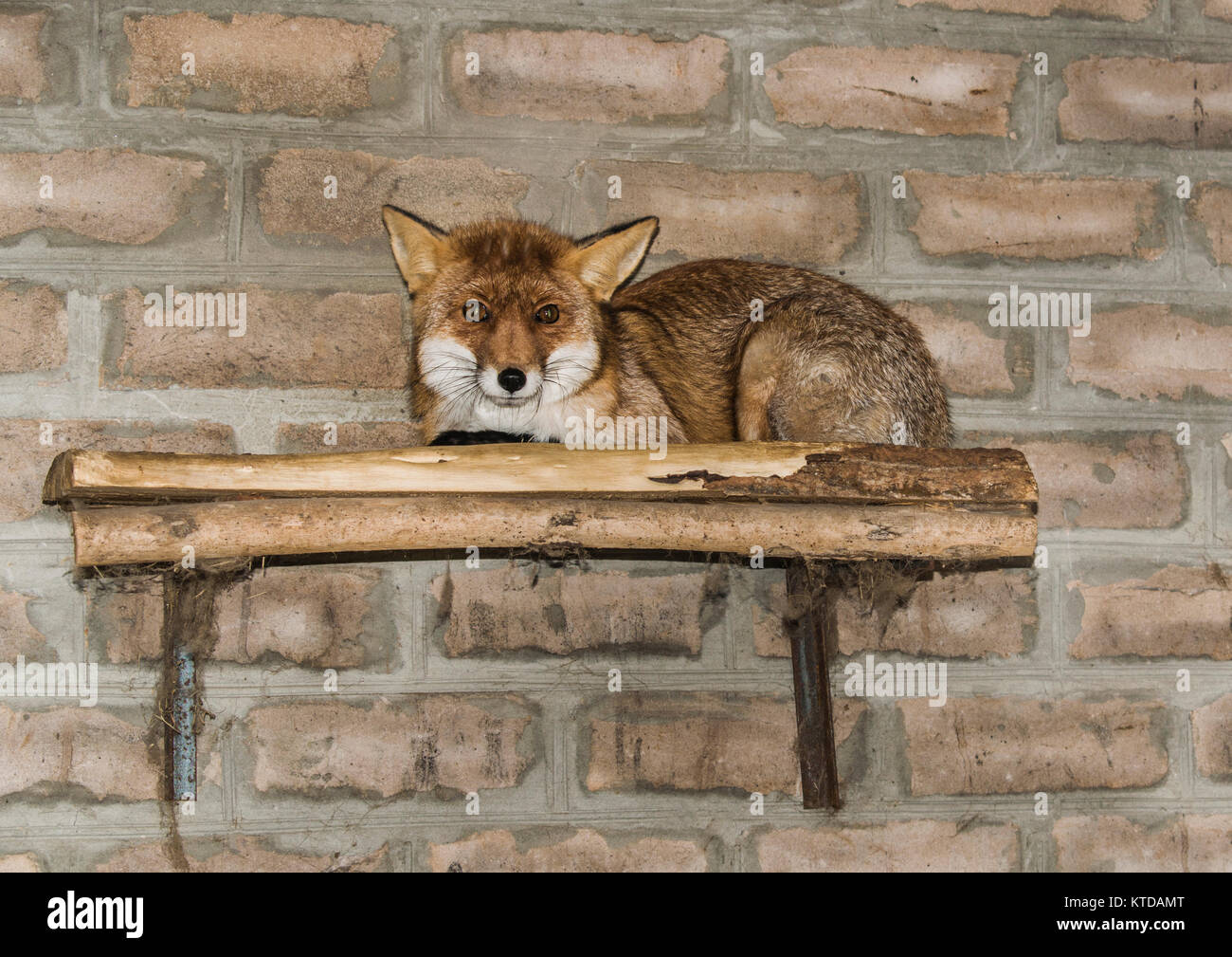La volpe rossa nella luce del mattino si trova nel pollaio. La fox pelli e guarda Foto Stock