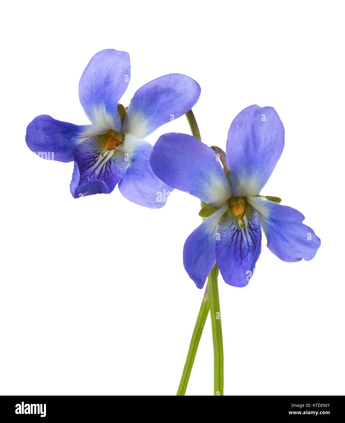 Due primi fiori di primavera ( Viola odorata) isolati su sfondo bianco. Profondità di campo. Messa a fuoco selettiva. Foto Stock