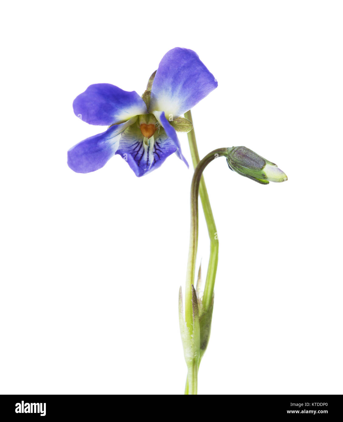 Primi fiori di primavera ( Viola odorata) isolati su sfondo bianco. Profondità di campo. Messa a fuoco selettiva. Foto Stock
