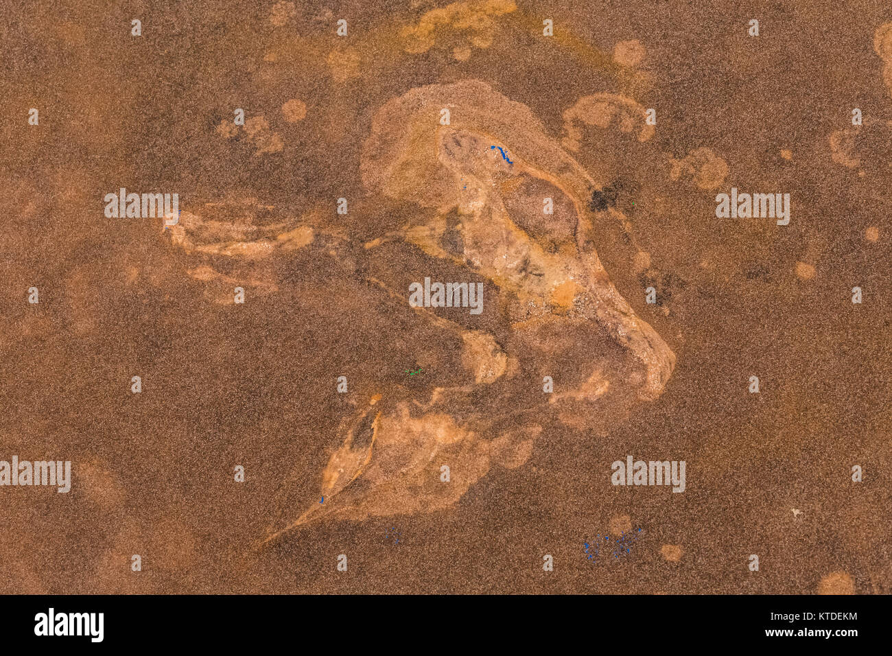 Traccia di dinosauri in arenaria a nord mocassino Mountain via sito, ivi comprese le prove di atti di vandalismo in cui qualcuno ha fatto un calco della pista (blu Foto Stock