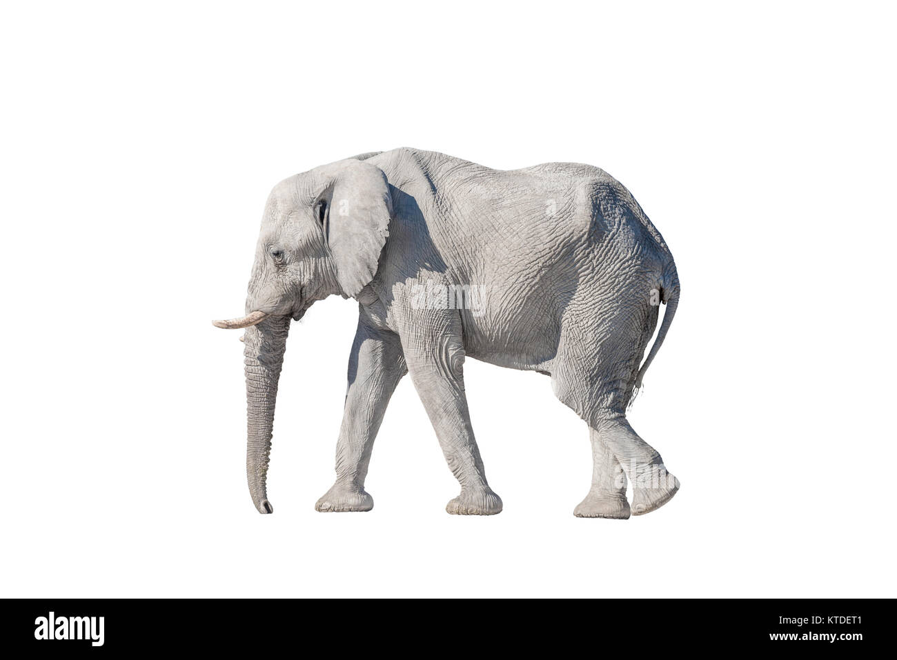 Un bianco elefante africano Loxodonta africana, isolato su bianco, in Namibia settentrionale. È coperto con il bianco calcrete polvere Foto Stock