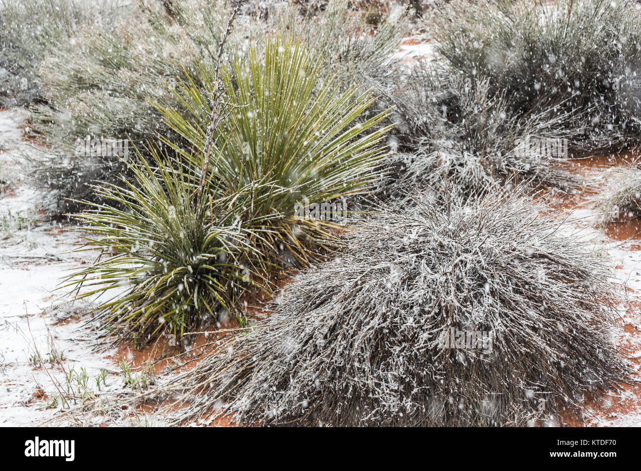 Kanab Yucca, Yucca angustissima var. kanabensis, nella neve in Coral Pink Sand Dunes State Park, Utah, Stati Uniti d'America Foto Stock