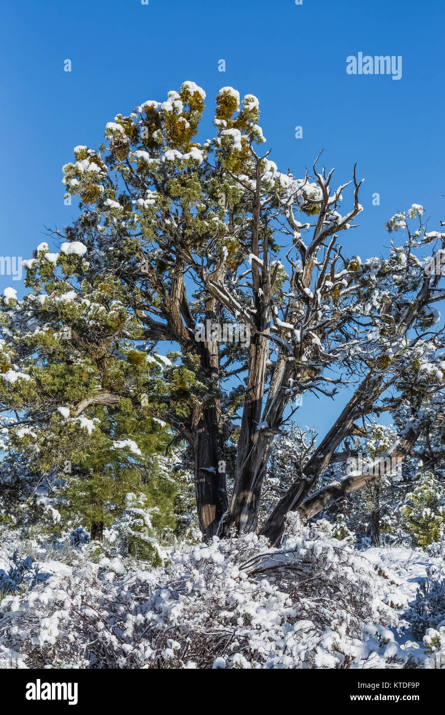 Utah Juniper, Juniperus utahensis, dopo una tempesta di neve di primavera nel boschetto Ponderosa campeggio sul Bureau of Land Management terreno vicino a Coral Pink dune di sabbia Foto Stock