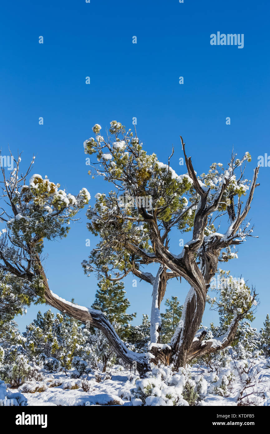 Utah Juniper, Juniperus utahensis, dopo una tempesta di neve di primavera nel boschetto Ponderosa campeggio sul Bureau of Land Management terreno vicino a Coral Pink dune di sabbia Foto Stock