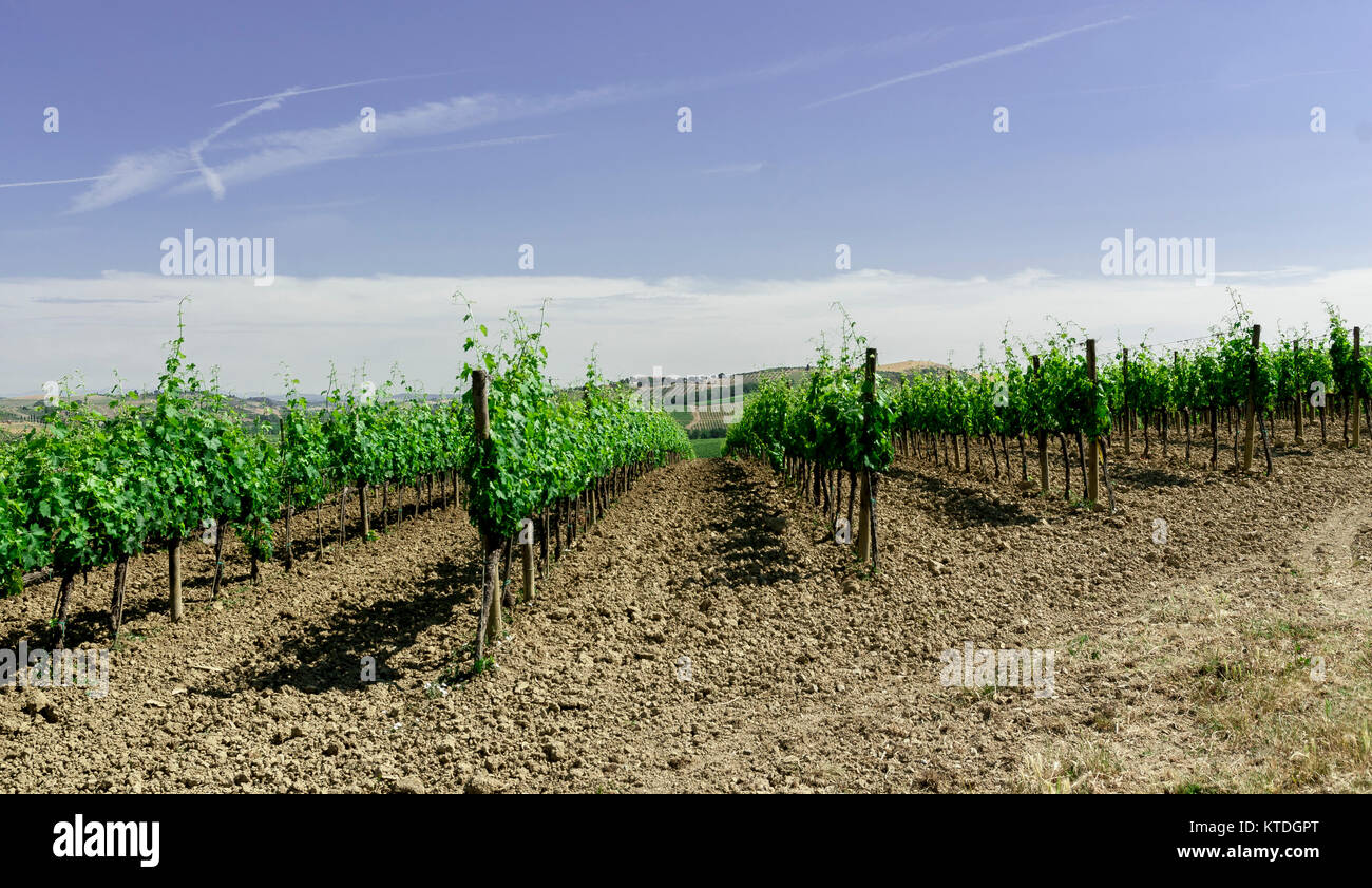 Toscana-giugno 1:vigneti sulle colline della Val d' Orcia, Toscana,l'Italia,su giugno 1,2017. Foto Stock