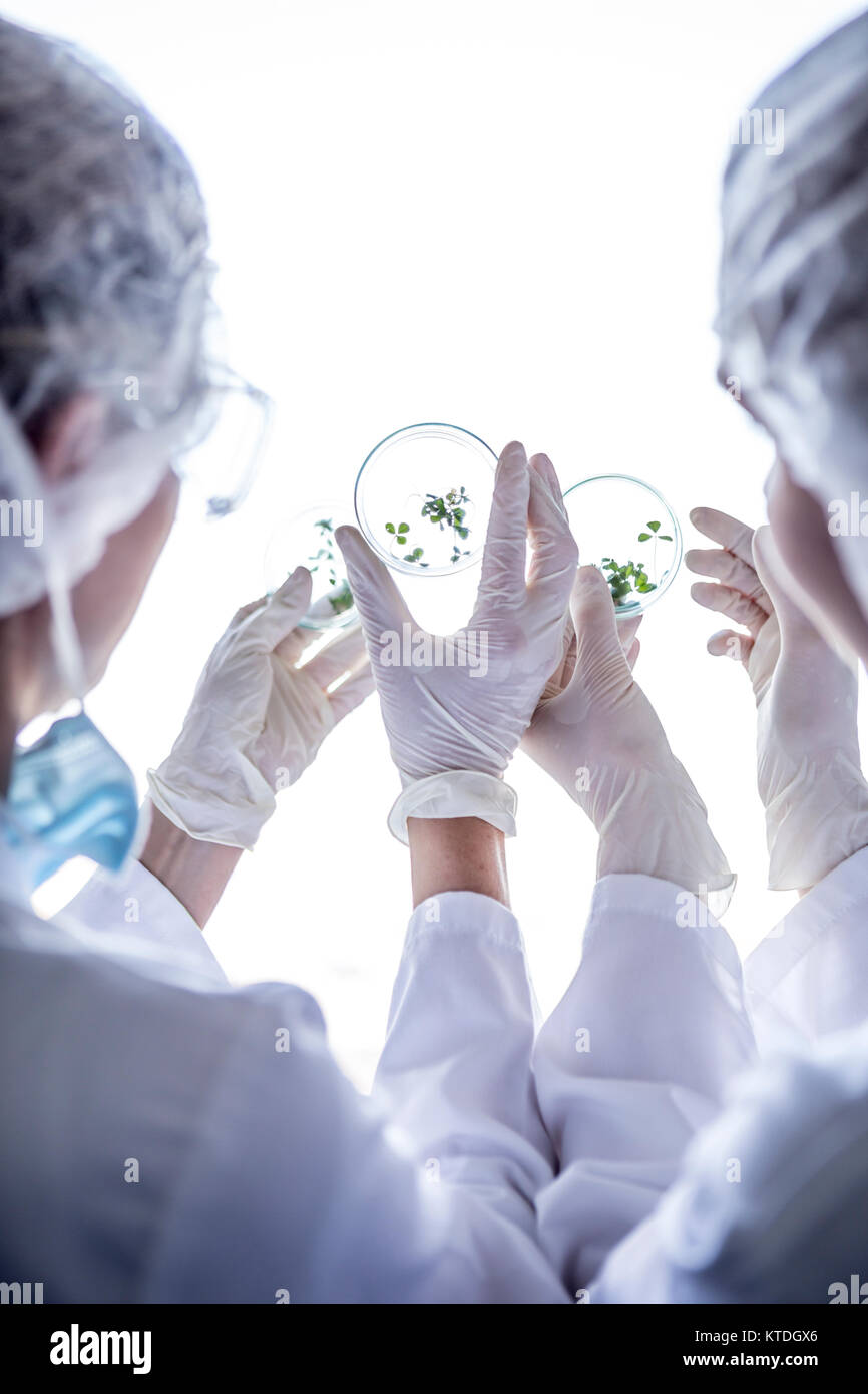 Gli scienziati del laboratorio in esame di germi in capsule di petri Foto Stock