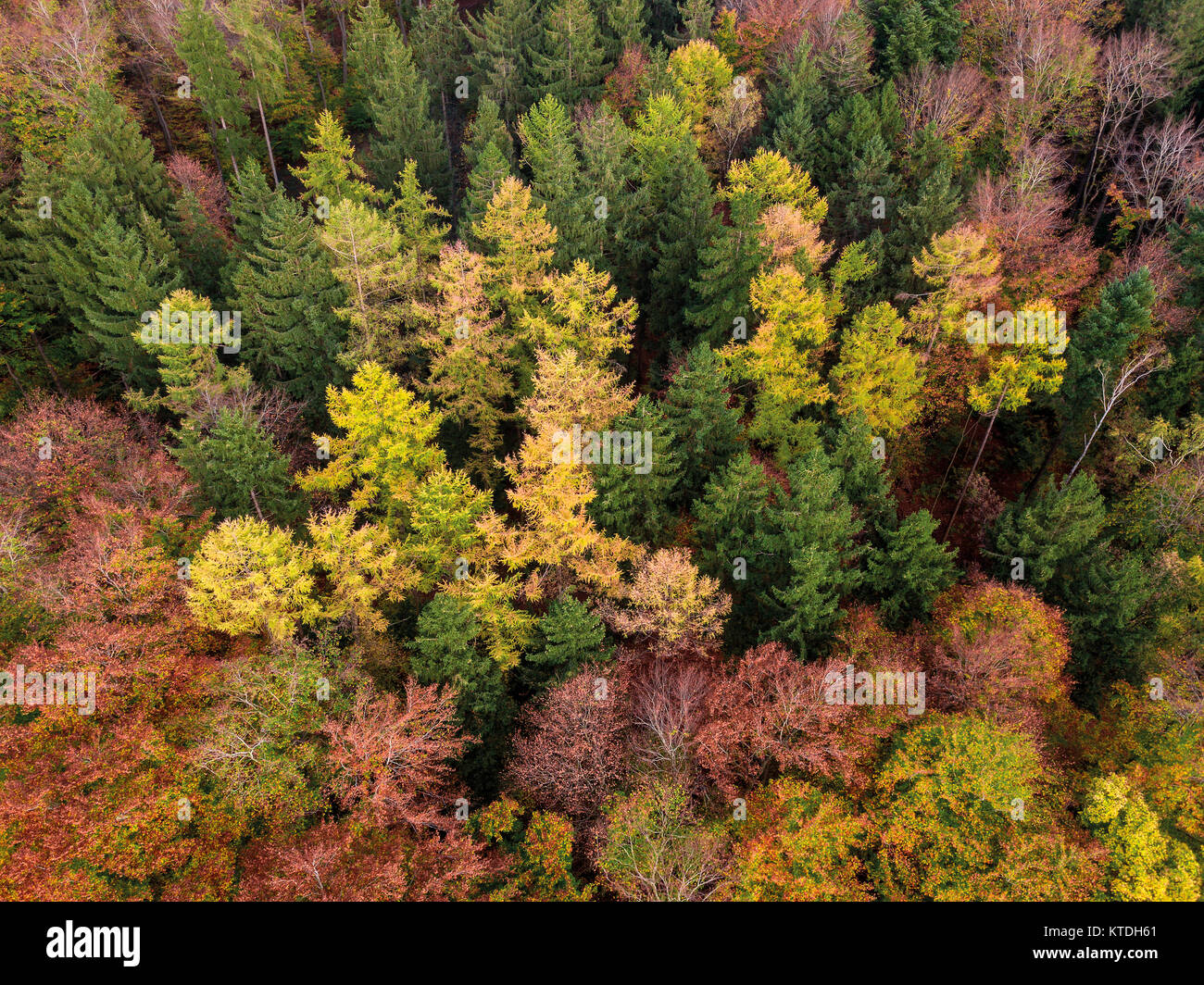 Bunter Wald im Herbst; Landsberieder Buchenwald; Fürstenfeldbruck; Bayern; Deutschland; indiano estate | estate indiana in Baviera; colorata foresta a f Foto Stock