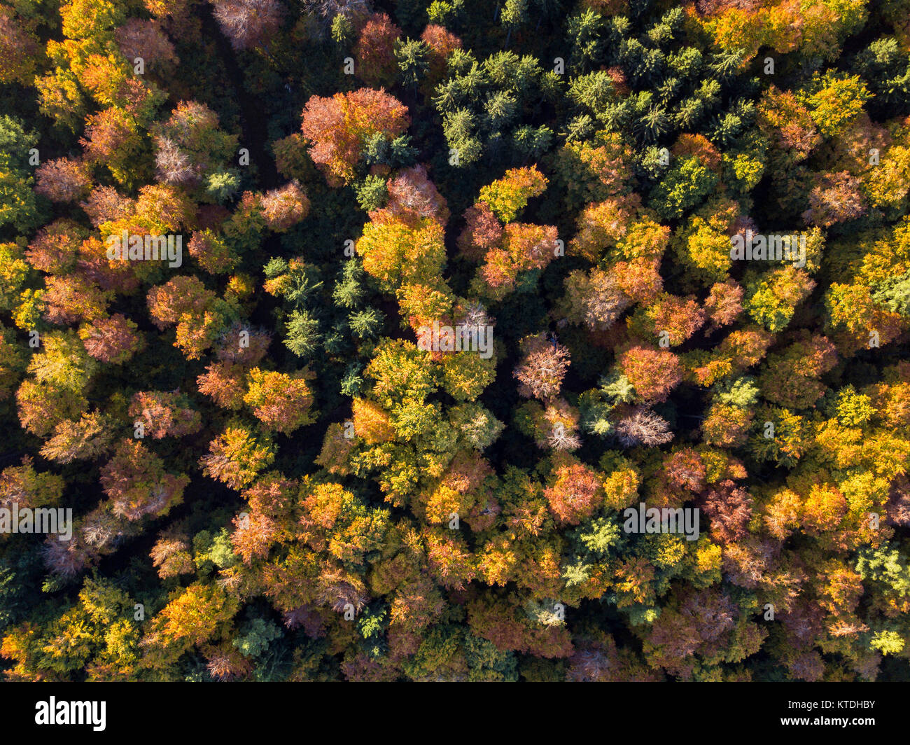 Bunter Wald im Herbst; Landsberieder Buchenwald; Fürstenfeldbruck; Bayern; Deutschland; indiano estate | estate indiana in Baviera; colorata foresta a f Foto Stock