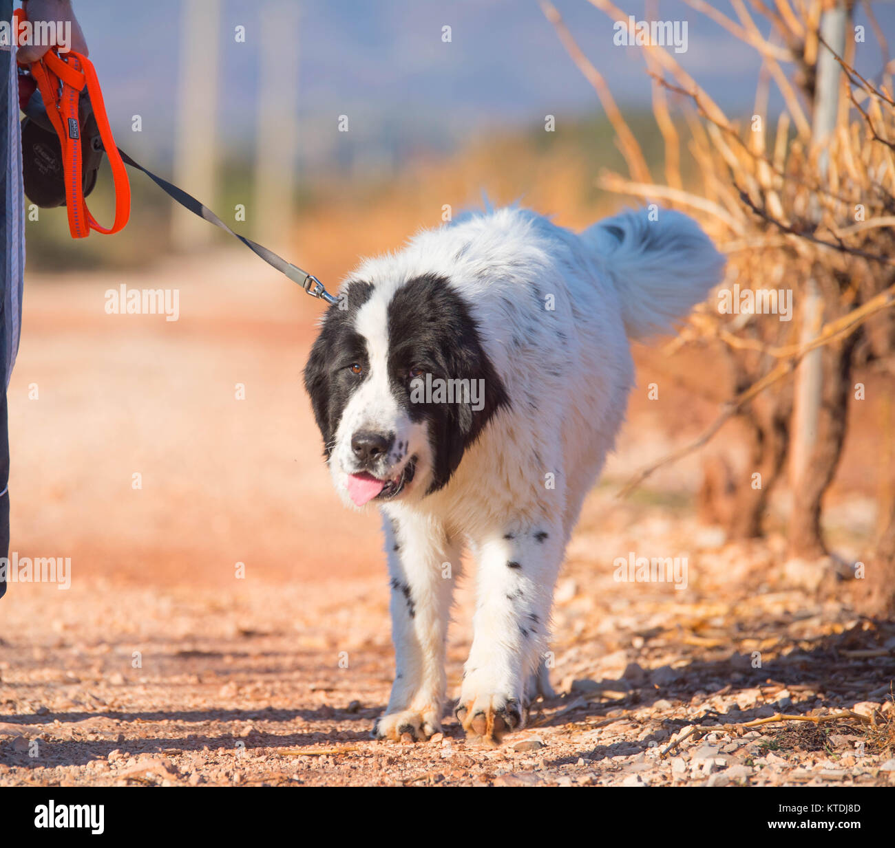 Landseer cane di razza pura Foto Stock