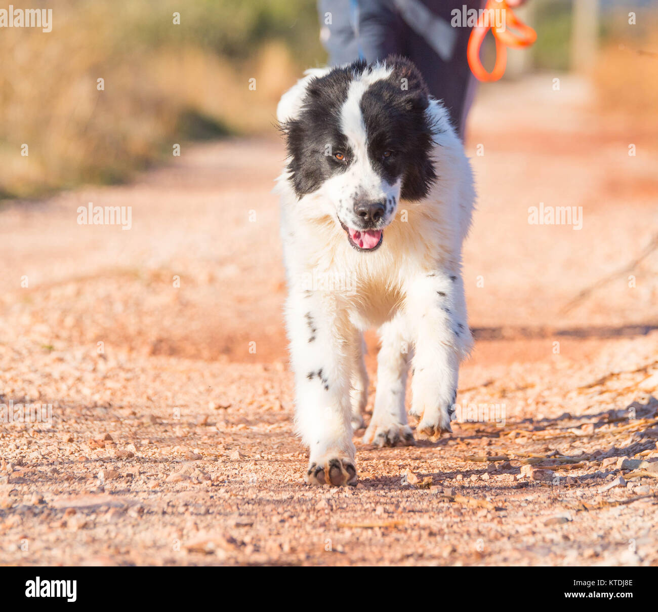 Landseer cane di razza pura Foto Stock