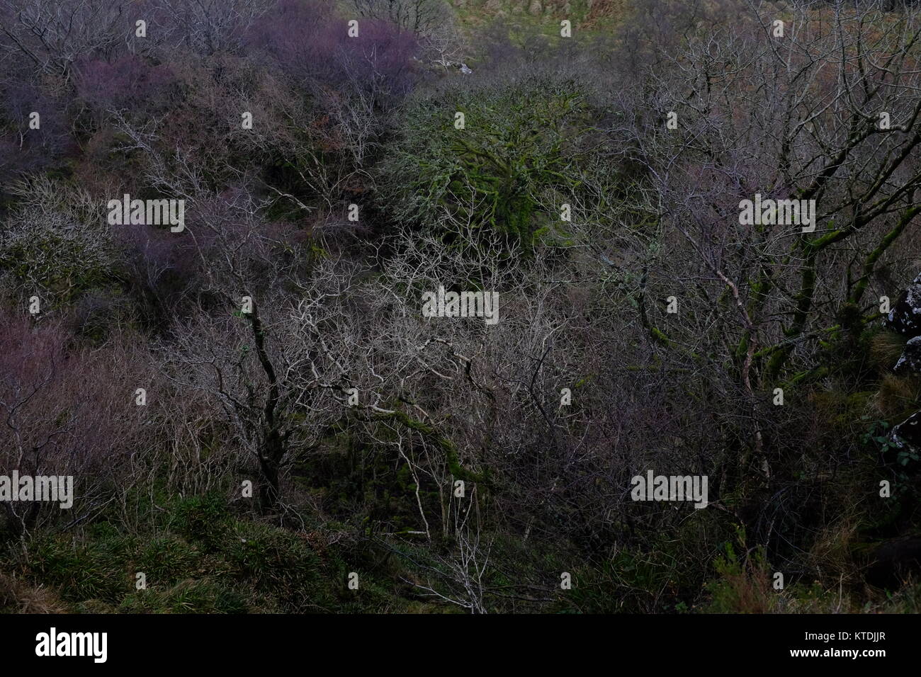Il caos di alberi a Fair Head in Irlanda del Nord Foto Stock