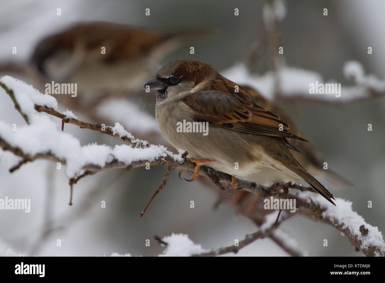 Casa Passero Passer domesticus in coperta di neve albero. Isole britanniche Foto Stock