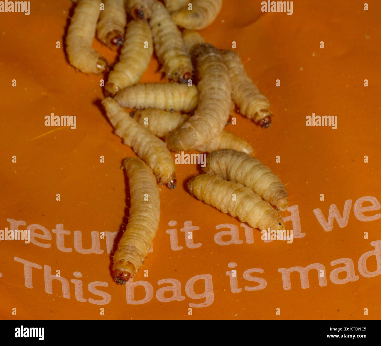 Waxmoth larve sul sacchetto di polietilene. Regno Unito Foto Stock