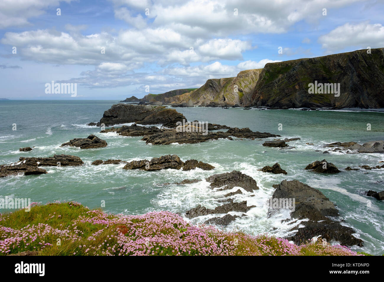 Steilküste, Hartland Quay, Hartland, Devon, Inghilterra, Großbritannien Foto Stock