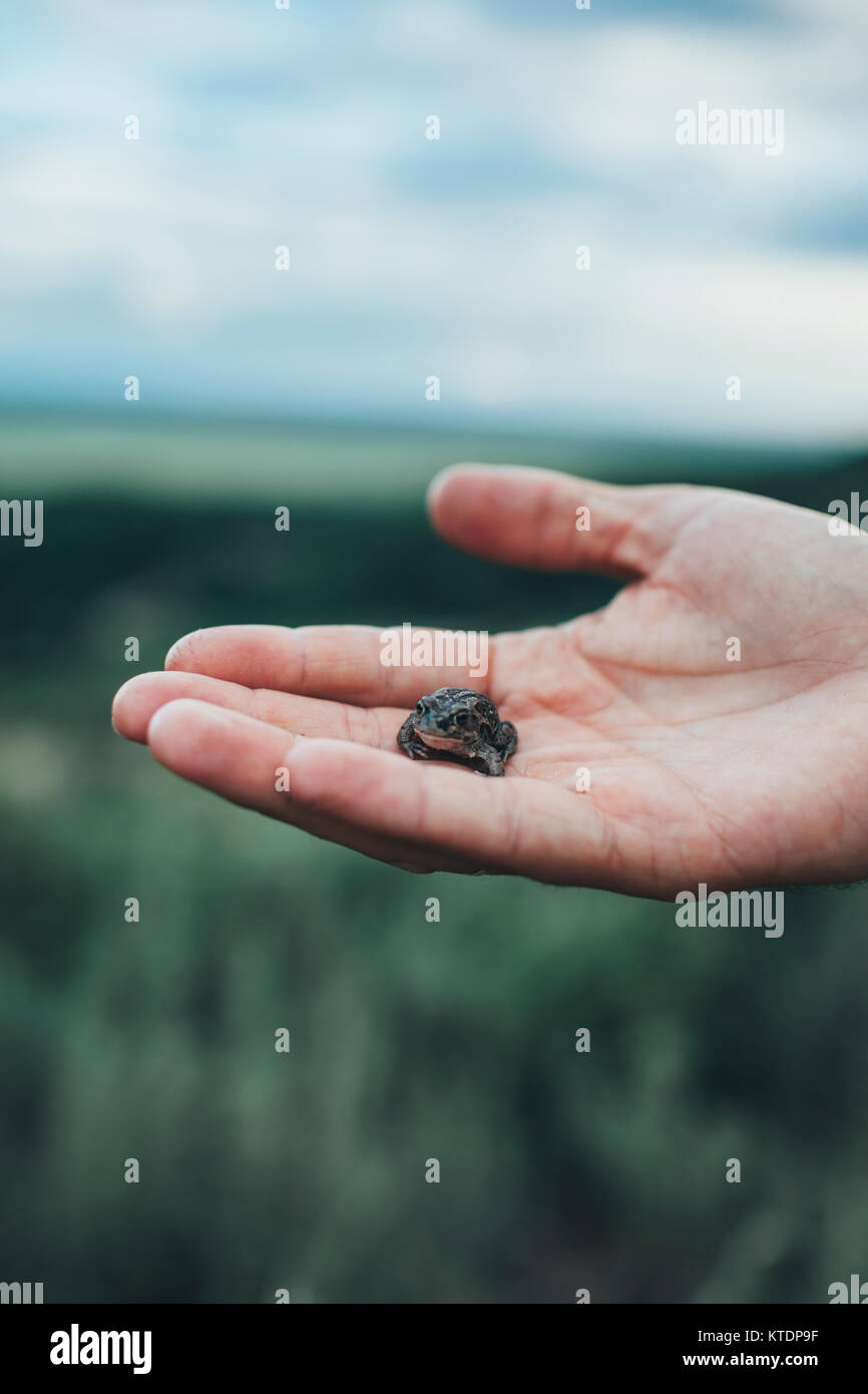 Mano che regge una piccola rana Foto Stock