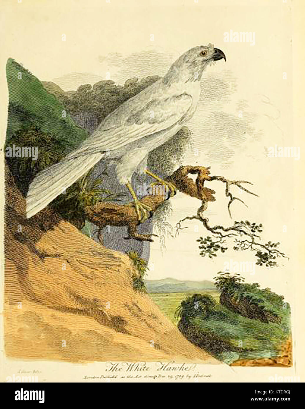 Australian wildlife - Bianco Hawk -Falco Albus - (dall ' ufficiale di un viaggio a New South Wales...' ) da John White 1790 Foto Stock