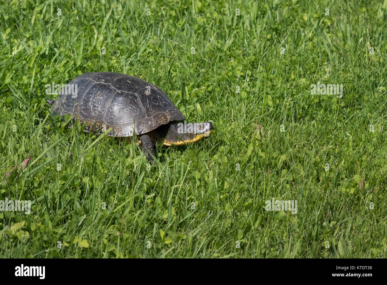 Blanding's Turtle in Wisconsin settentrionale Foto Stock