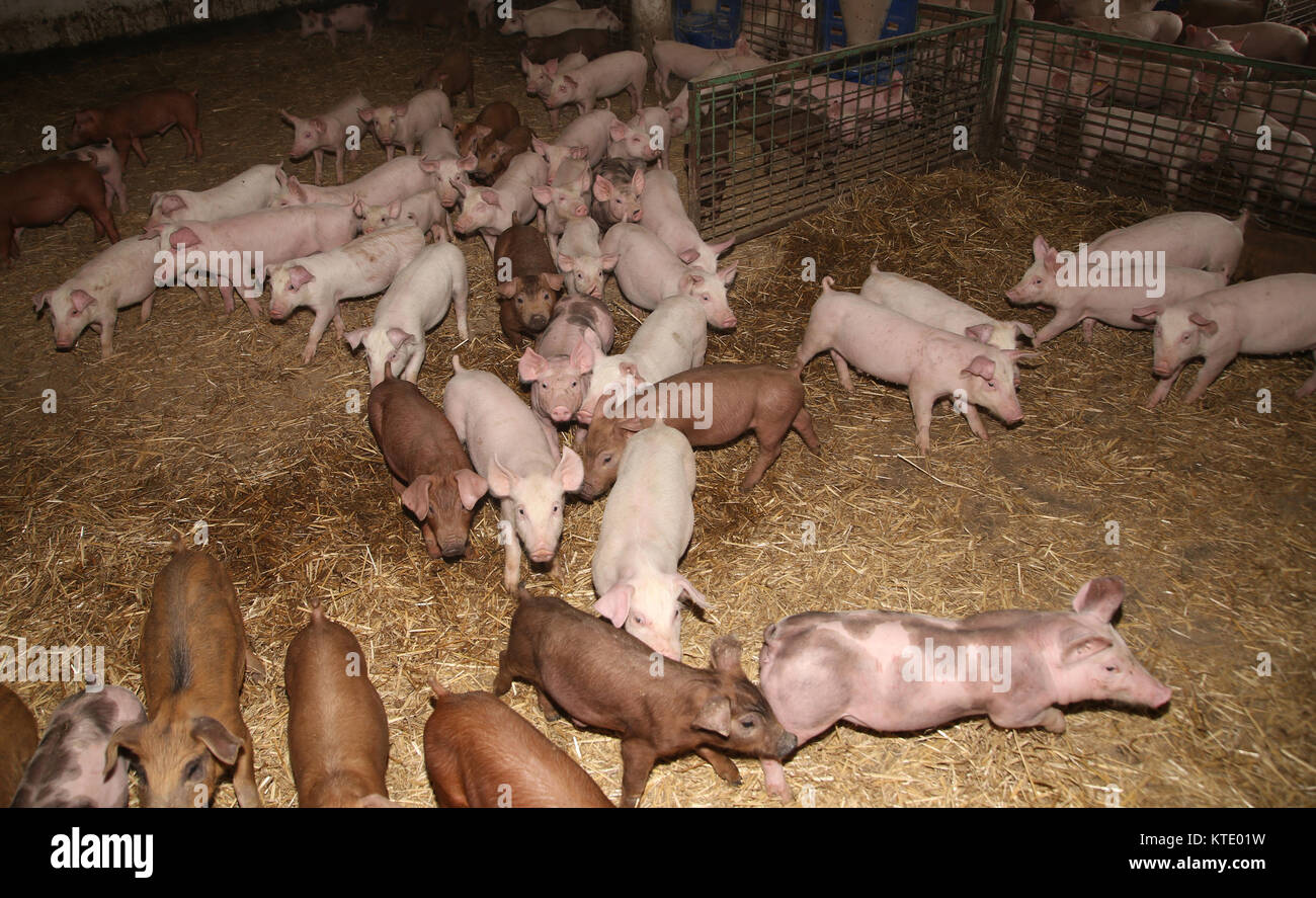 Gruppo di suini a fattoria degli animali. Fattoria degli animali di allevamento poco porci in vendita Foto Stock