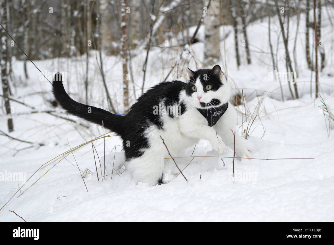 Il Gatto Domestico Nella Neve Foto Immagine Stock 169952899 Alamy