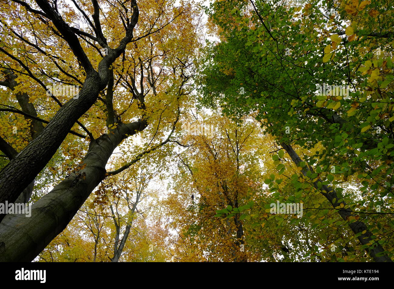 Foglie colorate e bosco in montagna ungherese Foto Stock
