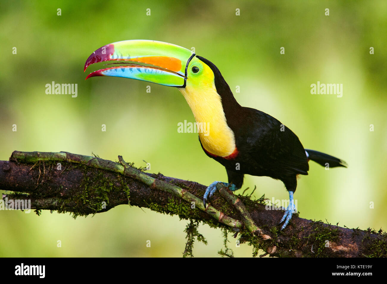 Chiglia fatturati Toucan - La Laguna del Lagarto Lodge - Boca Tapada, San Carlos Costa Rica Foto Stock