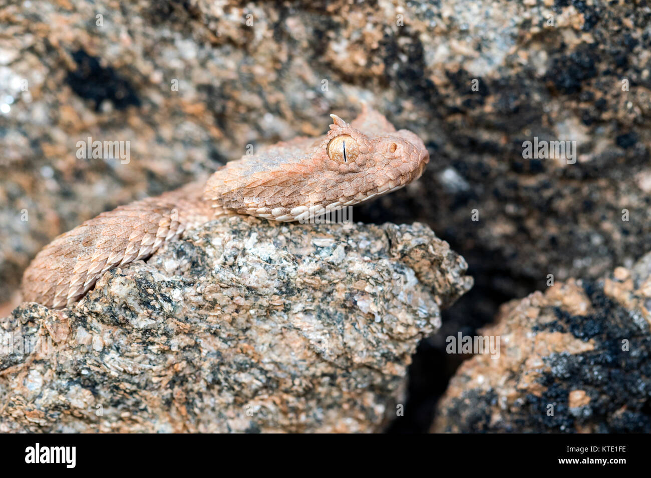 Cornuto sommatore (Bitis caudalis) - Huab Conservancy, Damaraland, Namibia, Africa Foto Stock