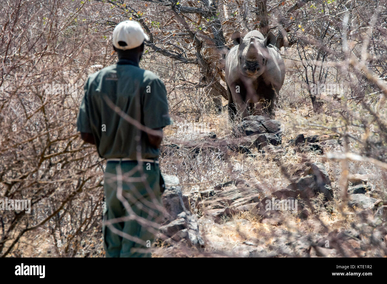 Rhino monitoraggio Ranger Rinoceronte nero (Diceros simum) a Huab sotto tela, Damaraland, Namibia, Africa Foto Stock