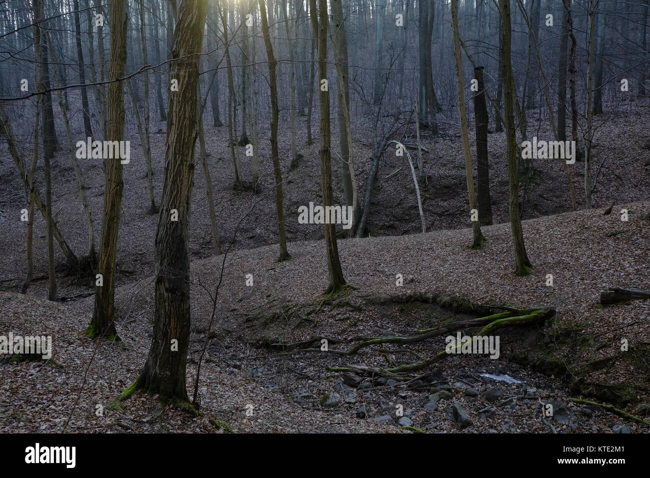 Bosco autunnale nelle montagne ungherese Foto Stock