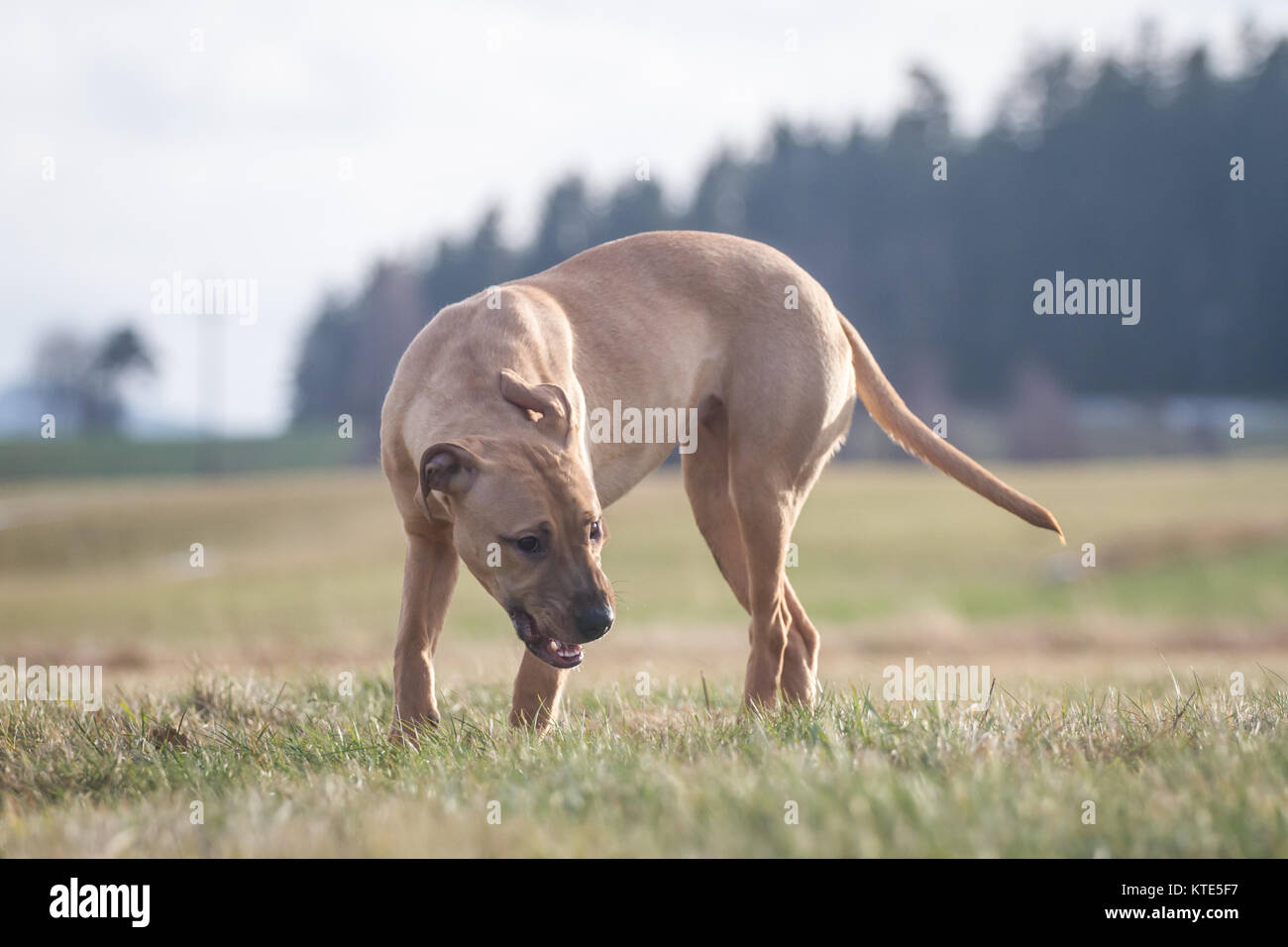 L'American Pit Bull Terrier camminando su un prato Foto Stock