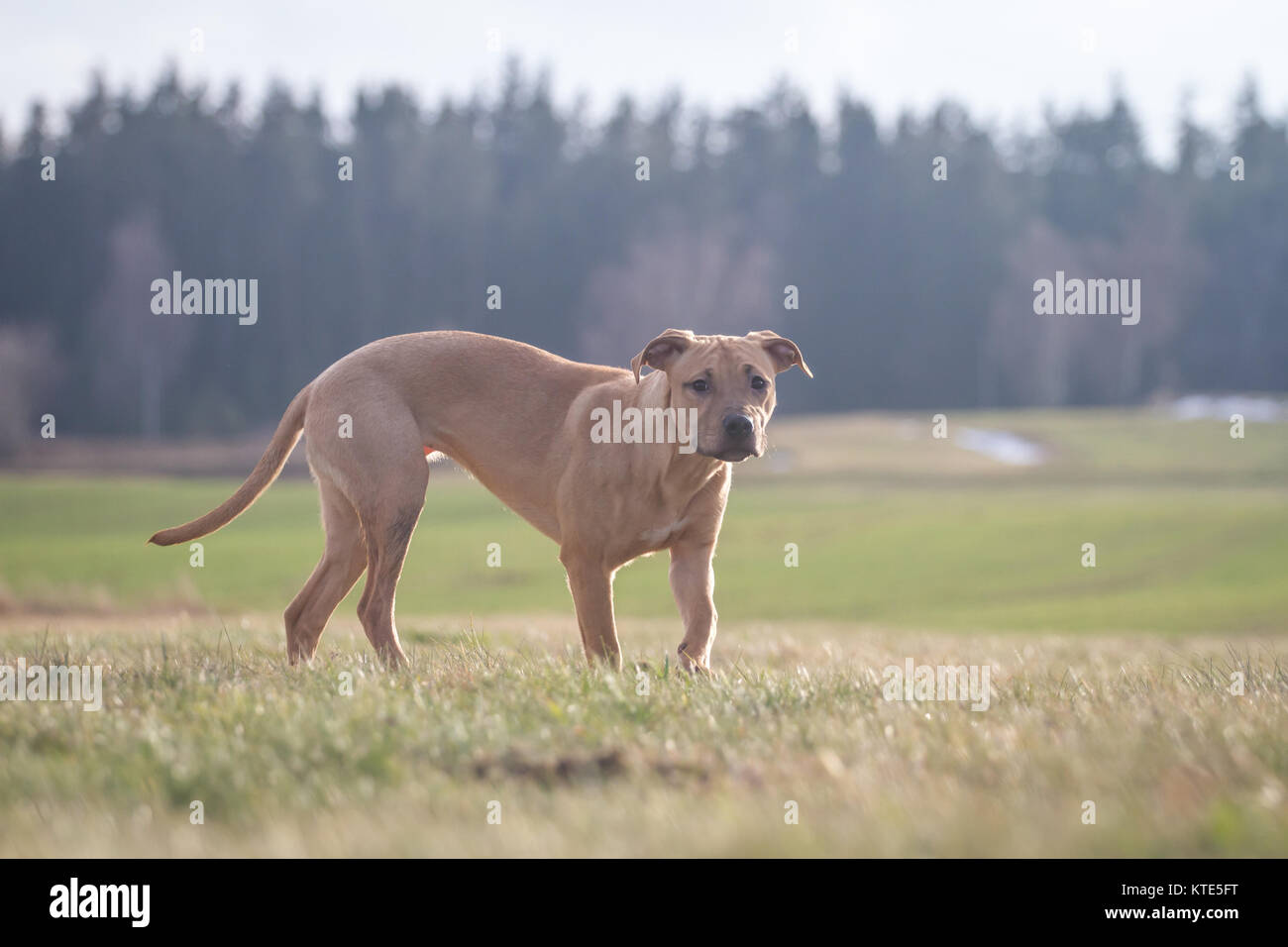 L'American Pit Bull Terrier camminando su un prato Foto Stock