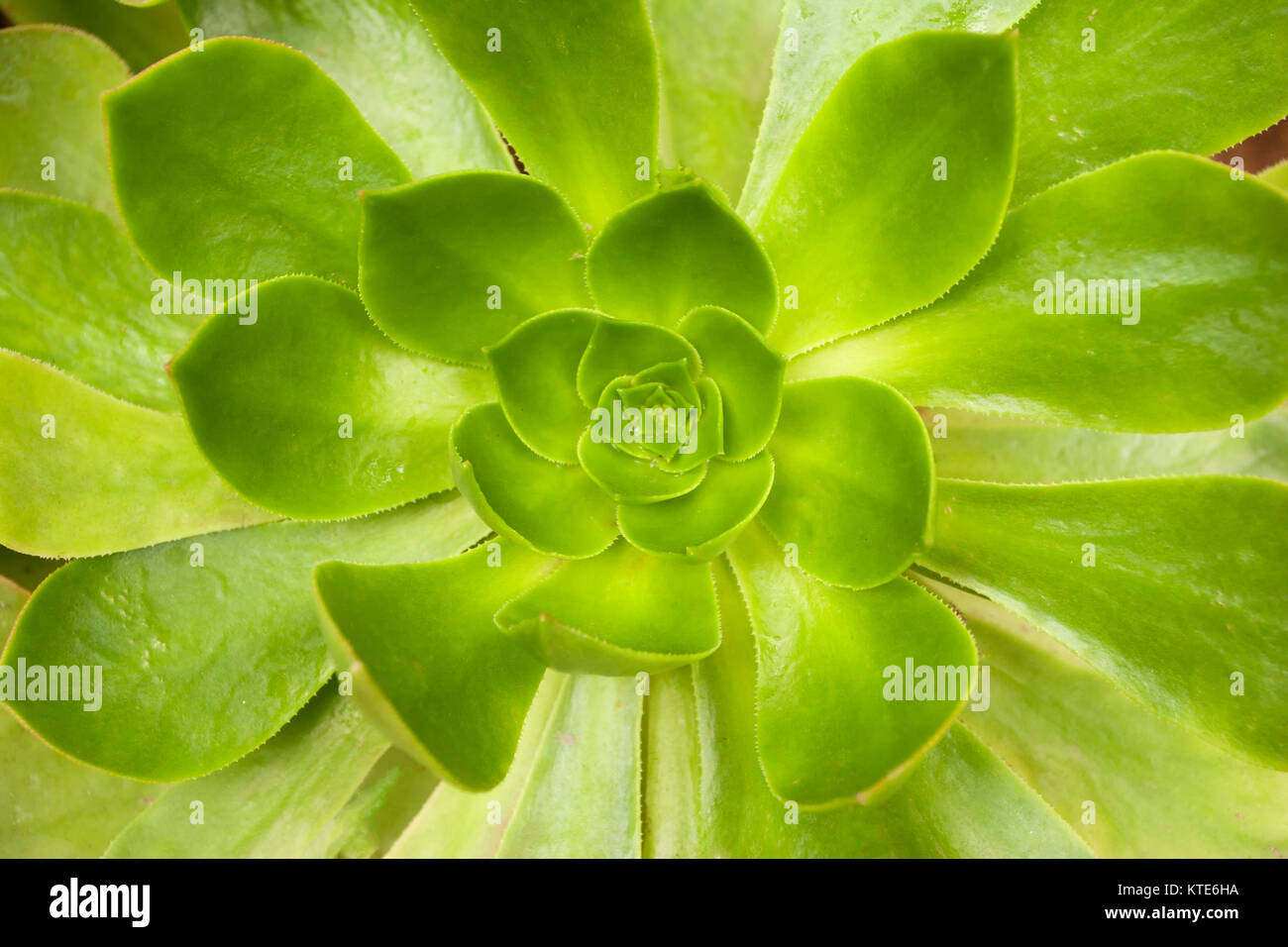 Echeveria succulente fotografia macro, tenerife, Spagna, Europa Foto Stock