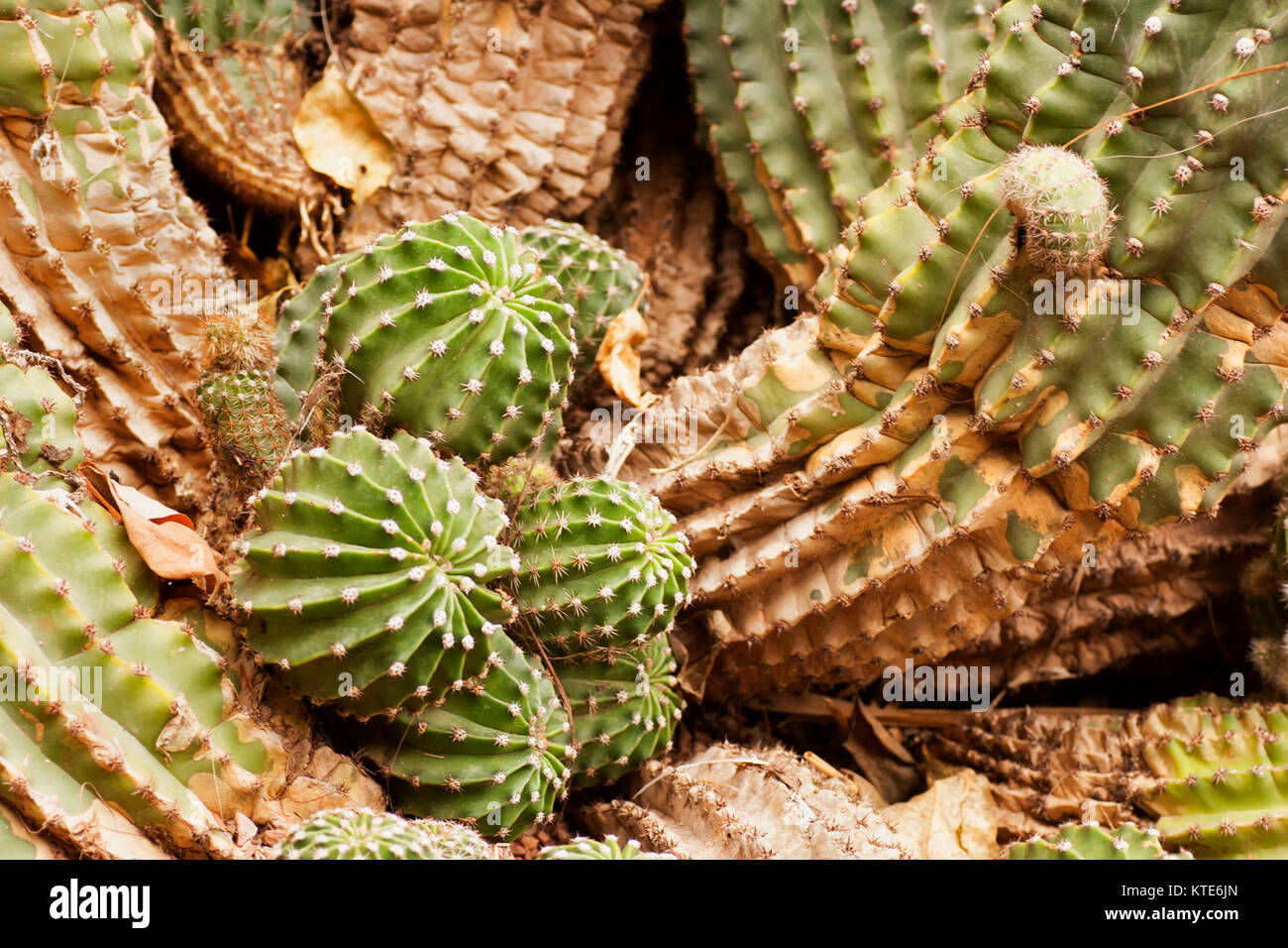 Il Cactus nel Giardino Majorelle, ora Yves Saint Laurent giardino, raccolta, Marrakech, Marocco. Foto Stock